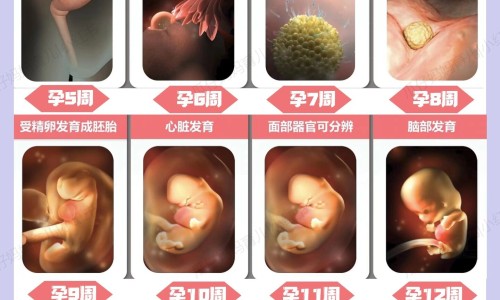 怀孕六个月引产需要多少钱-怀孕六个月牙痛咋办网怀孕六个月肚子多大知识网站,分享怀孕六个月肚子多大大全
